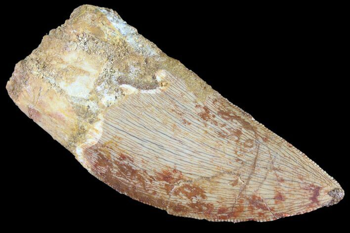 Serrated, Carcharodontosaurus Tooth - Real Dinosaur Tooth #85836